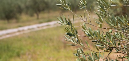 Impacto de los Fenómenos Climáticos en la Producción de Aceite de Oliva